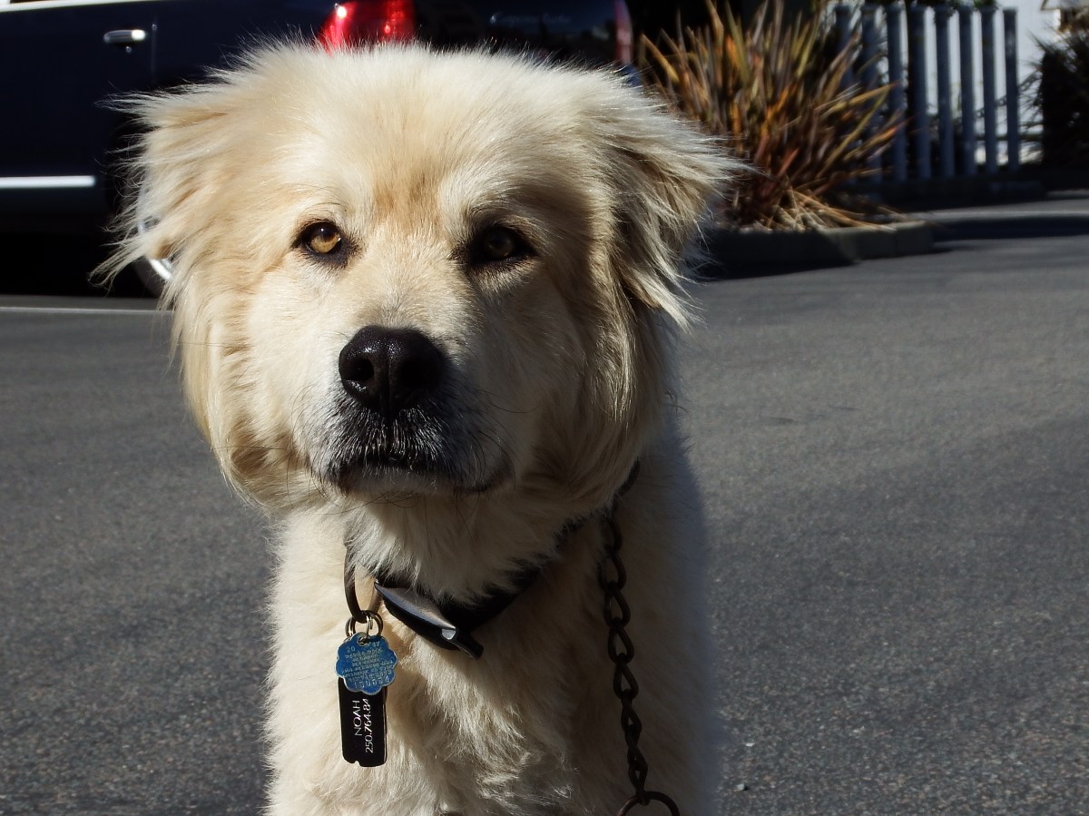 Our dog will be sailing with&nbsp;us!