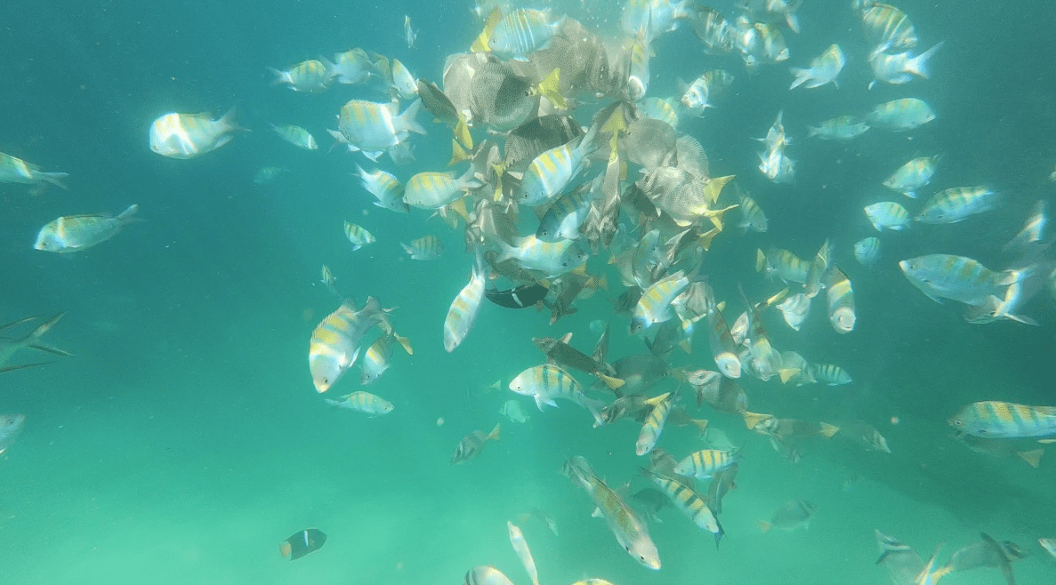 Screen Shot 2017-11-26 at 3.08.04 PM