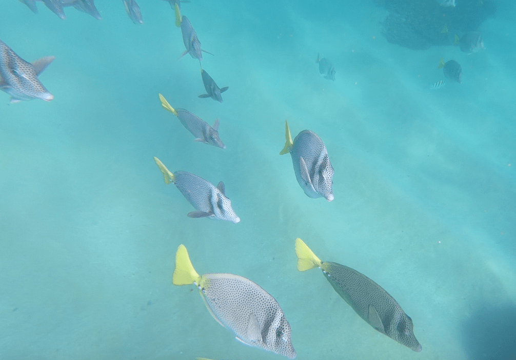 Screen Shot 2017-11-26 at 3.22.31 PM