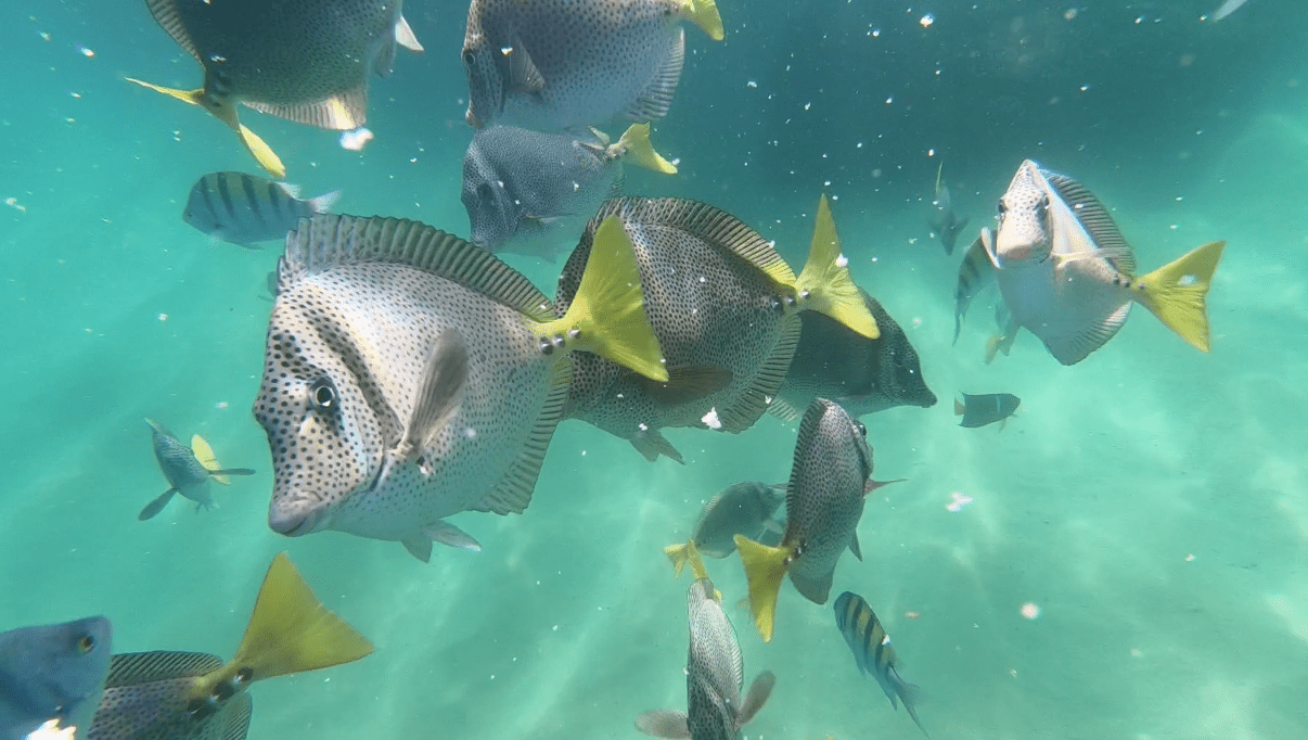 Screen Shot 2017-11-26 at 3.25.46 PM