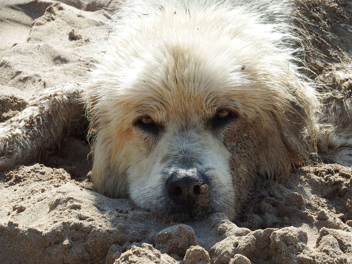 CHARMING Chacala +&nbsp;Movie