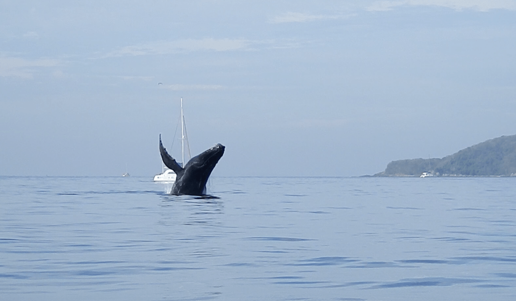 Baby Whale wagging it’s tail!&nbsp;:-D