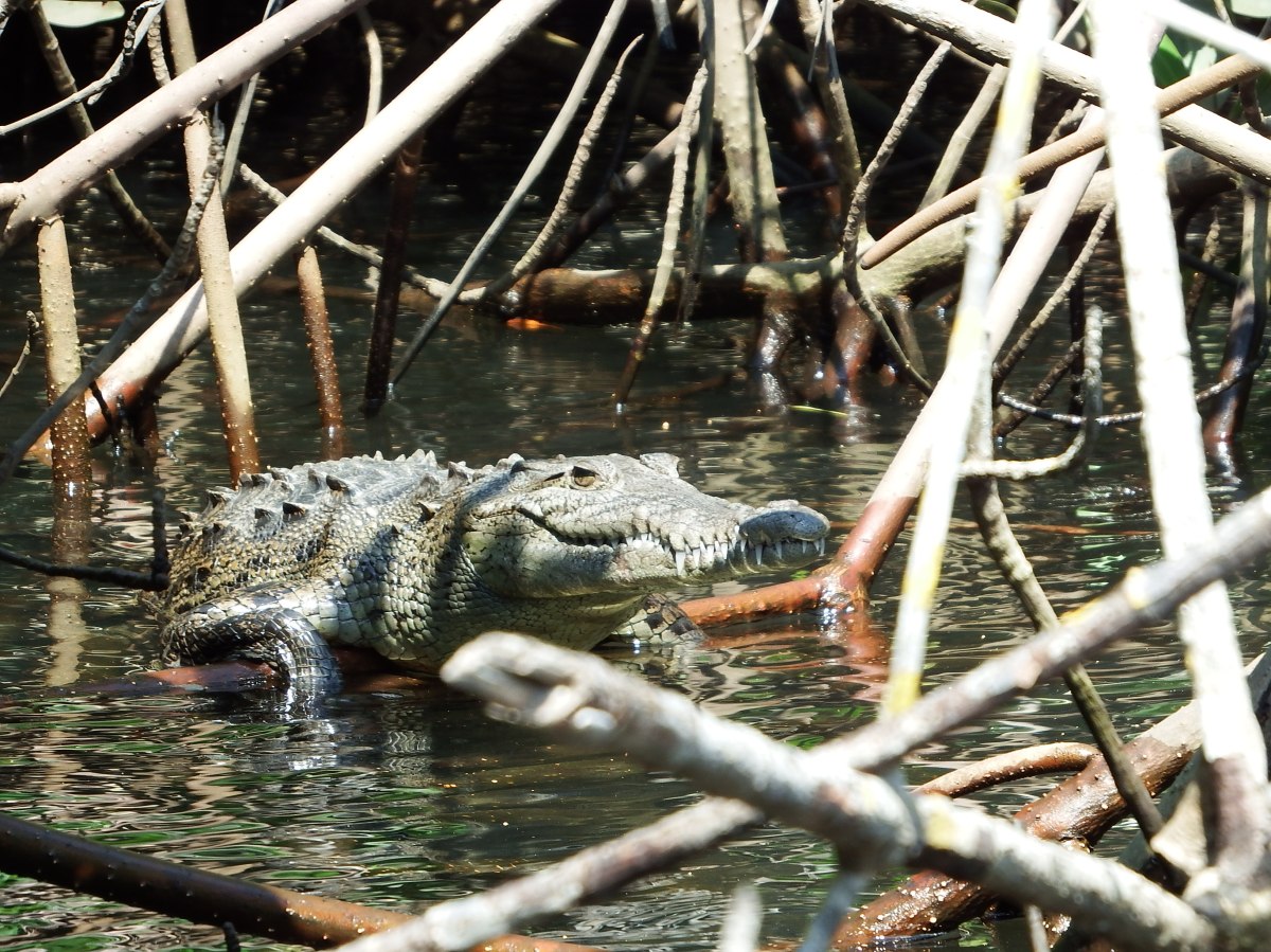 Tenacatita River –&nbsp;CROCODILES