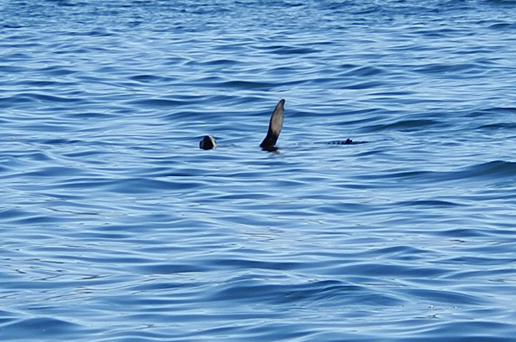 Sail from La Ventana to La&nbsp;Paz