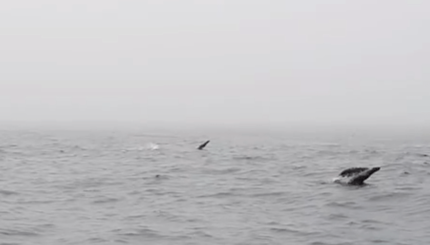 Screen Shot 2018-10-18 at 11.43.41 AM